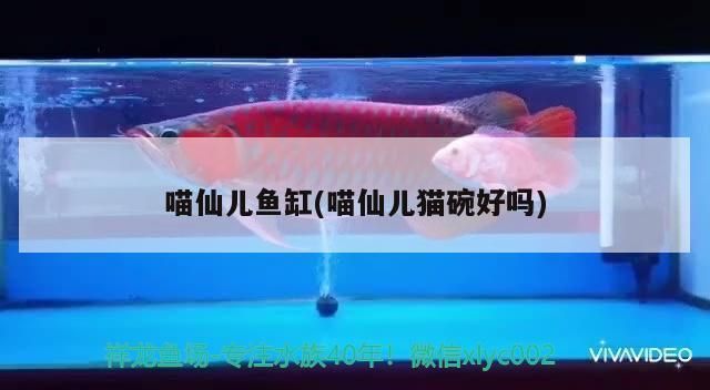 喵仙兒魚缸，喵仙兒品牌可能與寵物貓和魚缸有關聯