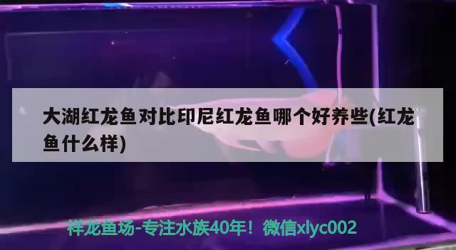 大湖紅龍魚對比印尼紅龍魚哪個好養些(紅龍魚什么樣)