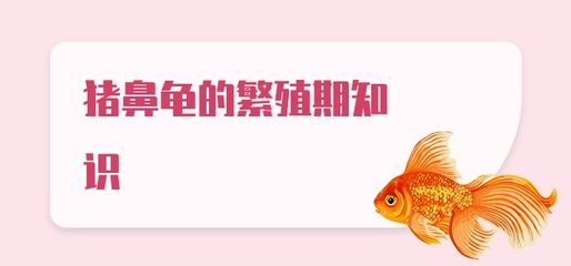 豬鼻龜繁殖期：豬鼻龜?shù)姆敝郴貓D片大全)-豬鼻龜繁殖基地圖片大全