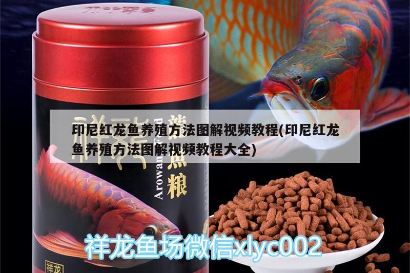 印尼紅龍魚養(yǎng)殖方法圖解視頻教程(印尼紅龍魚養(yǎng)殖方法圖解視頻教程大全)