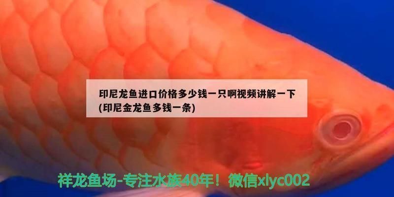 雞西龍魚vs雞西水族批發市場vs雞西水族館vs雞西魚缸批發市場vs祥龍魚場：雞西龍魚批發市場 雞西龍魚vs雞西水族批發市場vs雞西水族館vs雞西魚缸批發市場vs祥龍魚場：雞西龍魚批發市場 祥龍魚場各市分站 第5張