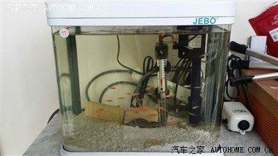 豬鼻龜30厘米幾年：豬鼻龜30厘米大圖片大全大圖(豬鼻龜一般能活多少年