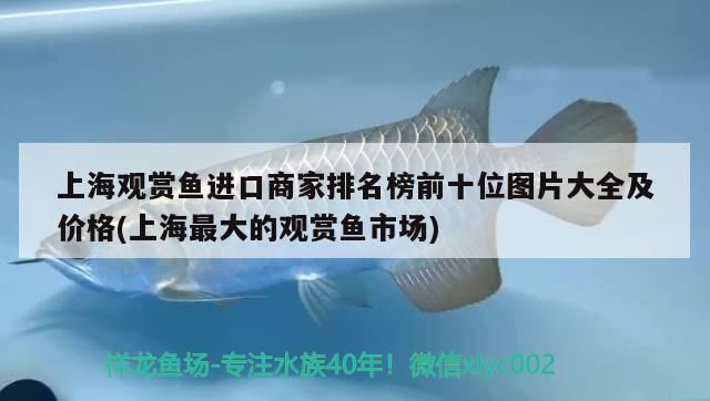 水葫蘆養在魚缸里能凈化水質嗎（水葫蘆養在魚缸里能凈化水質嗎為什么） 水葫蘆養在魚缸里能凈化水質嗎（水葫蘆養在魚缸里能凈化水質嗎為什么） 魚缸百科 第3張