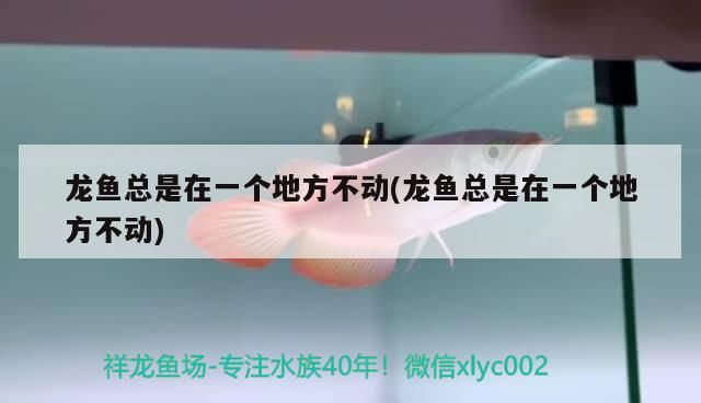 龍魚總是在一個地方不動(龍魚總是在一個地方不動)