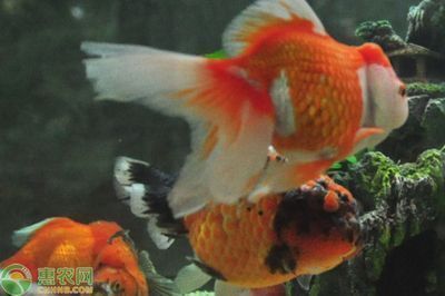 夜晚釣魚的技巧和方法