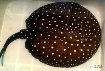 魟魚(yú)狀態(tài)好的表現(xiàn)有哪些特點(diǎn)和作用：魟魚(yú)的狀態(tài)好壞可以從以下幾個(gè)方面進(jìn)行觀察
