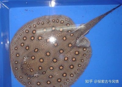 魟魚(yú)狀態(tài)好的表現(xiàn)有哪些特點(diǎn)和作用：魟魚(yú)的狀態(tài)好壞可以從以下幾個(gè)方面進(jìn)行觀察