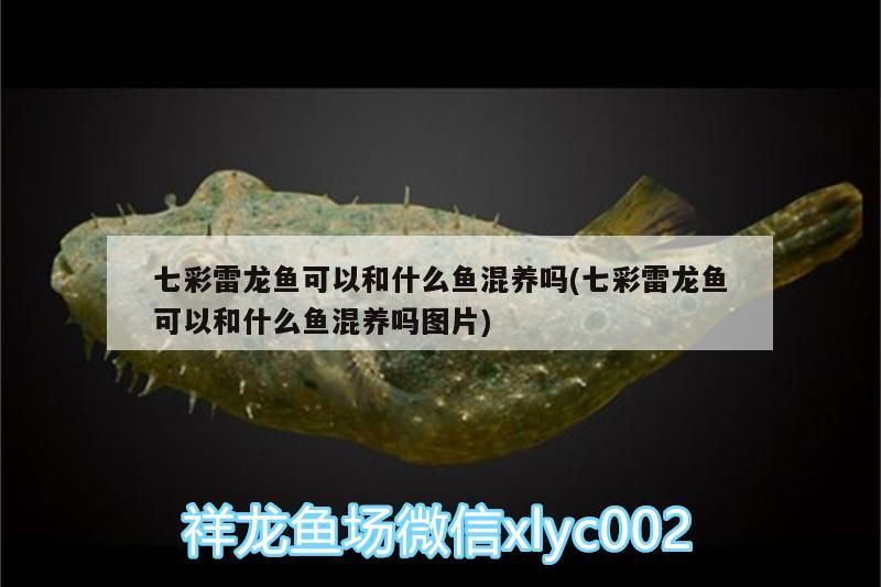 七彩雷龍魚可以和什么魚混養嗎(七彩雷龍魚可以和什么魚混養嗎圖片) 七彩雷龍魚可以和什么魚混養嗎(七彩雷龍魚可以和什么魚混養嗎圖片) 黃金貓魚百科 第3張