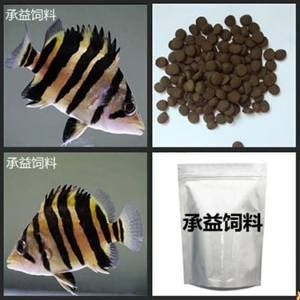 虎魚人工飼料訓餌技巧，如何訓練虎魚吃人工飼料
