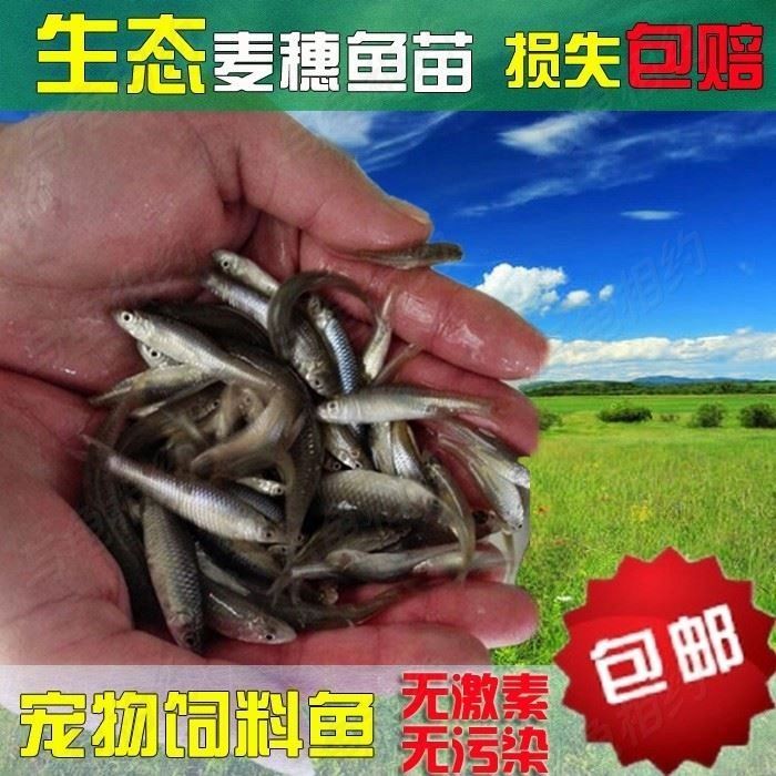 虎魚人工飼料訓餌技巧，如何訓練虎魚吃人工飼料