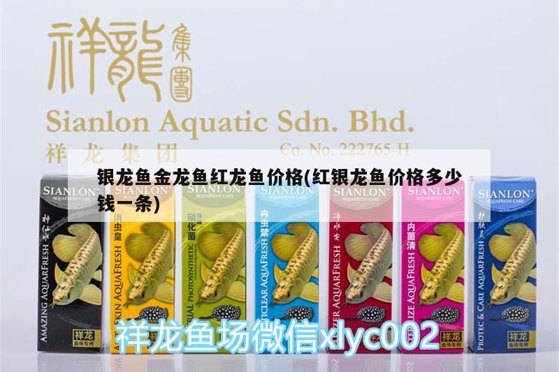 銀龍魚金龍魚紅龍魚價格(紅銀龍魚價格多少錢一條)