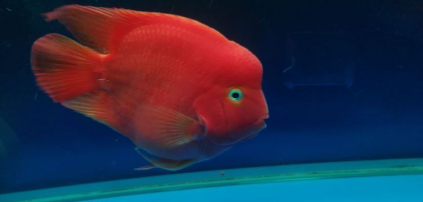 郴州龍魚vs郴州水族批發(fā)市場vs郴州水族館vs郴州魚缸批發(fā)市場vs祥龍魚場：郴州龍魚、水族批發(fā)市場、水族館、魚缸批發(fā)市場、祥龍魚場對比 郴州龍魚vs郴州水族批發(fā)市場vs郴州水族館vs郴州魚缸批發(fā)市場vs祥龍魚場：郴州龍魚、水族批發(fā)市場、水族館、魚缸批發(fā)市場、祥龍魚場對比 祥龍魚場各市分站 第4張