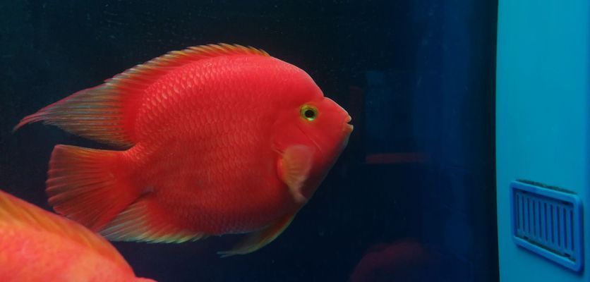 郴州龍魚vs郴州水族批發(fā)市場vs郴州水族館vs郴州魚缸批發(fā)市場vs祥龍魚場：郴州龍魚、水族批發(fā)市場、水族館、魚缸批發(fā)市場、祥龍魚場對比 郴州龍魚vs郴州水族批發(fā)市場vs郴州水族館vs郴州魚缸批發(fā)市場vs祥龍魚場：郴州龍魚、水族批發(fā)市場、水族館、魚缸批發(fā)市場、祥龍魚場對比 祥龍魚場各市分站 第5張