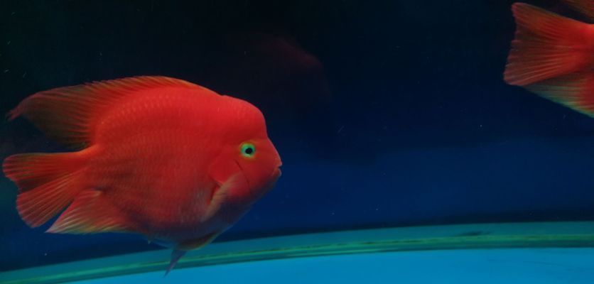 郴州龍魚vs郴州水族批發(fā)市場vs郴州水族館vs郴州魚缸批發(fā)市場vs祥龍魚場：郴州龍魚、水族批發(fā)市場、水族館、魚缸批發(fā)市場、祥龍魚場對比 郴州龍魚vs郴州水族批發(fā)市場vs郴州水族館vs郴州魚缸批發(fā)市場vs祥龍魚場：郴州龍魚、水族批發(fā)市場、水族館、魚缸批發(fā)市場、祥龍魚場對比 祥龍魚場各市分站 第6張