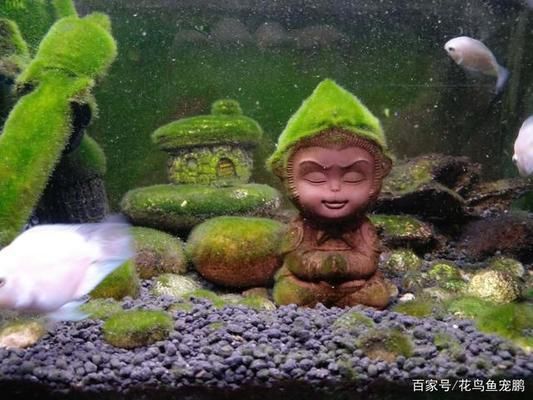 金龍魚小時候發(fā)黑還是發(fā)白的(金龍魚為什么背發(fā)黑)