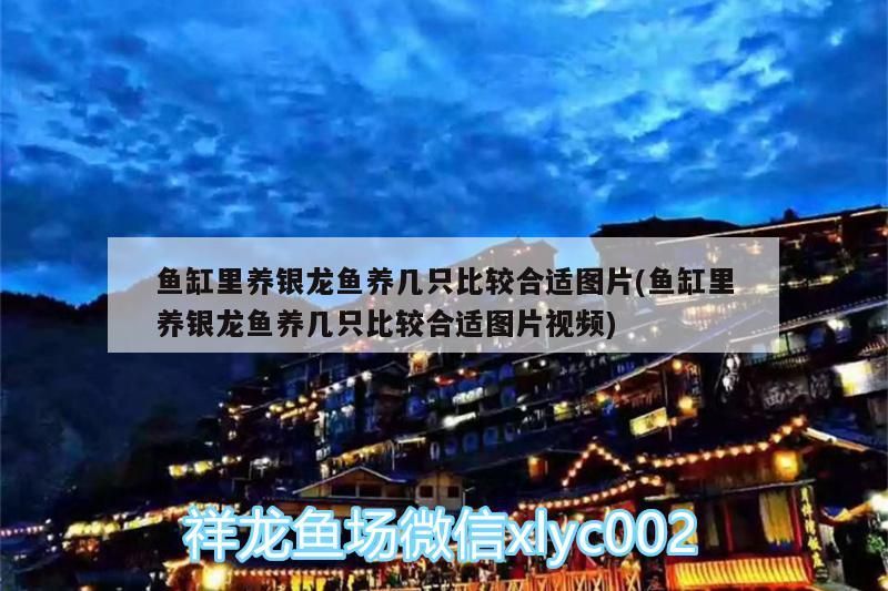 魚缸里養(yǎng)銀龍魚養(yǎng)幾只比較合適圖片(魚缸里養(yǎng)銀龍魚養(yǎng)幾只比較合適圖片視頻)
