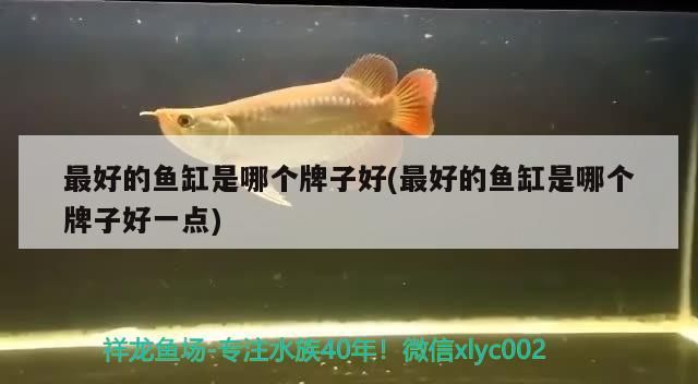 最好的魚缸是哪個(gè)牌子好(最好的魚缸是哪個(gè)牌子好一點(diǎn))