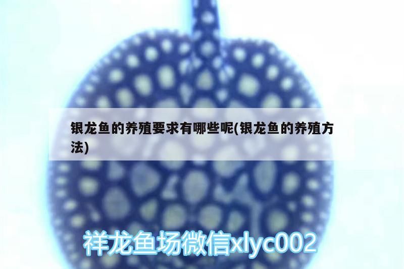 銀龍魚的養殖要求有哪些呢(銀龍魚的養殖方法)