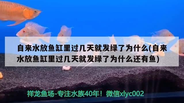 自來水放魚缸里過幾天就發綠了為什么(自來水放魚缸里過幾天就發綠了為什么還有魚) 自來水放魚缸里過幾天就發綠了為什么(自來水放魚缸里過幾天就發綠了為什么還有魚) 黃金貓魚百科 第2張