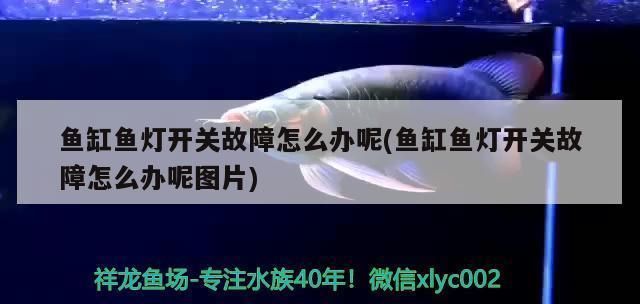 三亞龍魚vs三亞水族批發(fā)市場vs三亞水族館vs三亞魚缸批發(fā)市場vs祥龍魚場：三亞水族批發(fā)市場 三亞龍魚vs三亞水族批發(fā)市場vs三亞水族館vs三亞魚缸批發(fā)市場vs祥龍魚場：三亞水族批發(fā)市場 祥龍魚場各市分站 第5張