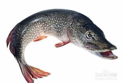 水族館養殖白化火箭魚技巧：白化火箭魚養殖技巧