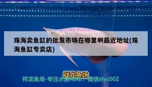 珠海龍魚vs珠海水族批發市場vs珠海水族館vs珠海魚缸批發市場vs祥龍魚場：珠海龍魚市場最新價格