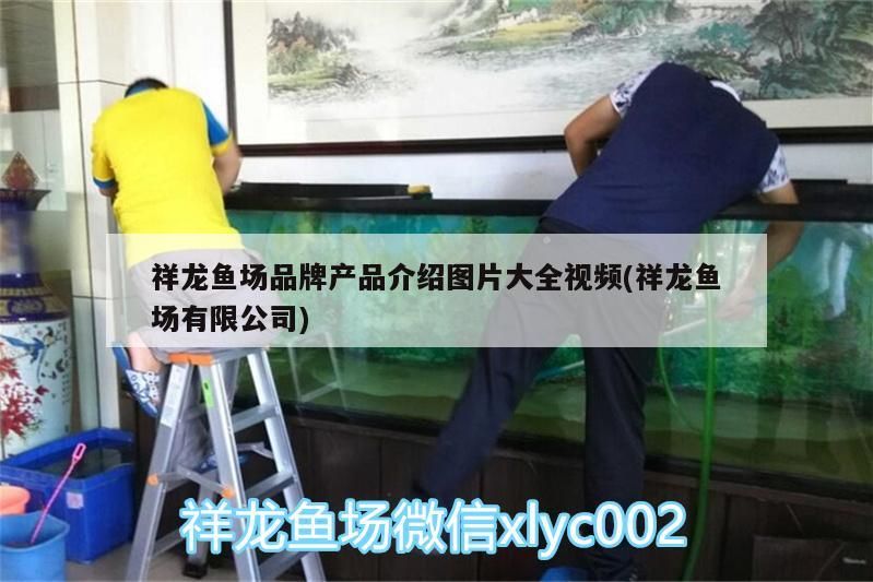 祥龍魚場品牌產品介紹圖片大全視頻(祥龍魚場有限公司)