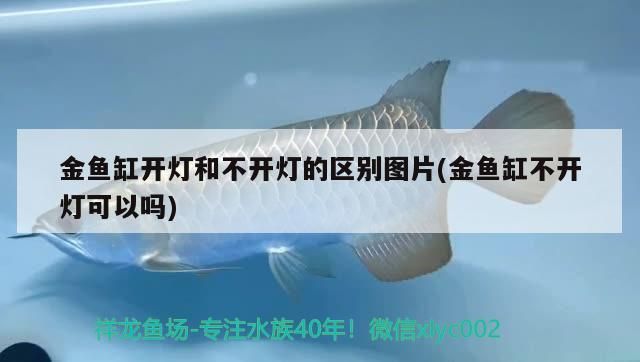 金魚缸開燈和不開燈的區(qū)別圖片(金魚缸不開燈可以嗎)