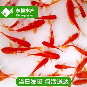 觀賞魚小紅魚是什么魚類（熱帶觀賞魚的世界）