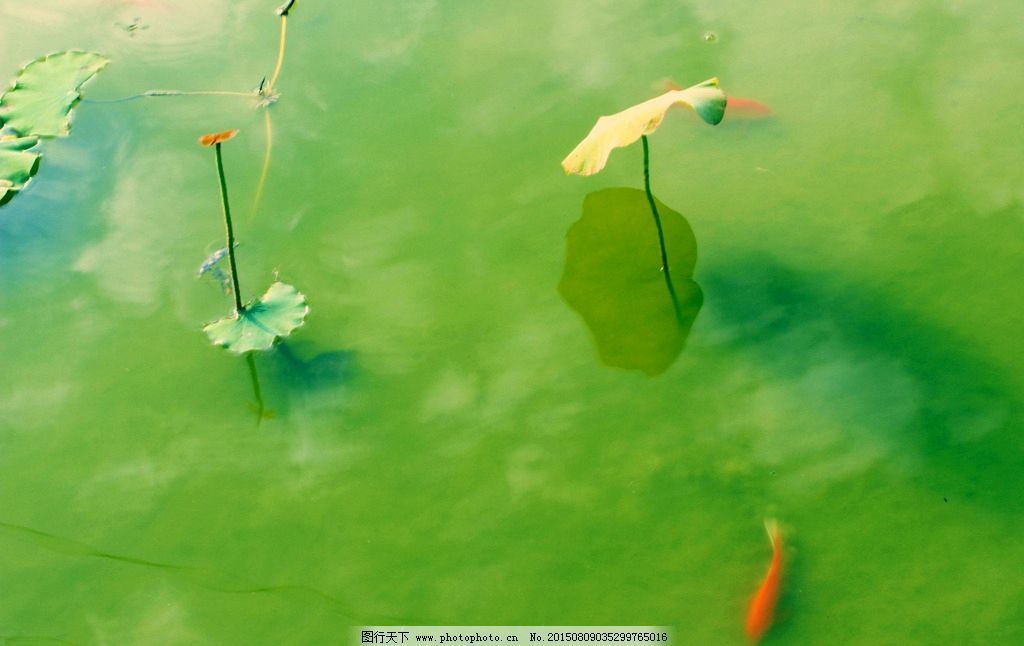 觀賞魚小紅魚是什么魚類（熱帶觀賞魚的世界）