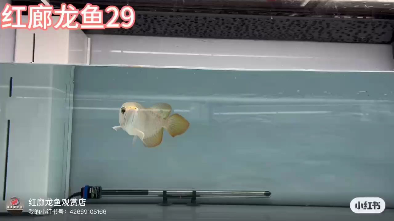 大湖紅龍：23至30cm左右小龍,_阿銀評論：漂亮