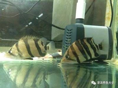 虎魚暴斃是什么原因：虎魚暴斃可能由多種因素引起，飼養者需注意這些因素
