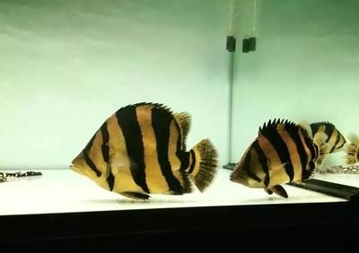 6公分虎魚能吃小魚了嗎：6公分的虎魚能吃小魚了嗎