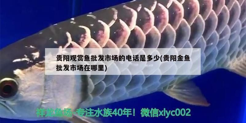 貴陽(yáng)觀賞魚(yú)批發(fā)市場(chǎng)，貴陽(yáng)觀賞魚(yú)批發(fā)市場(chǎng)價(jià)格