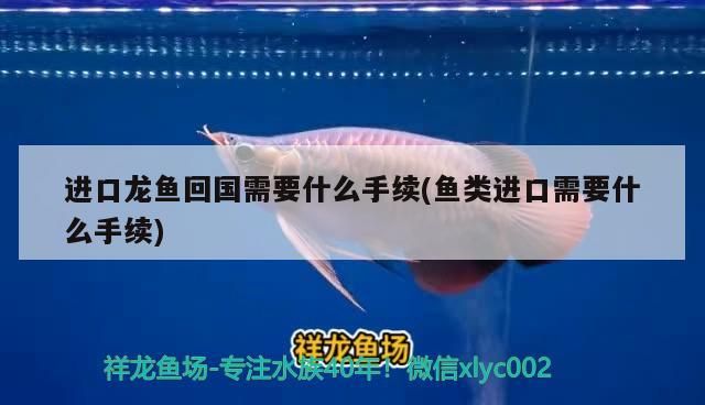 進口龍魚回國需要什么手續(魚類進口需要什么手續)