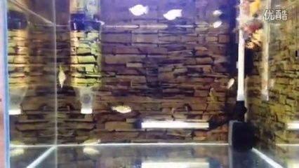 養泰虎需要多大缸子：養殖泰虎魚需要多大缸子