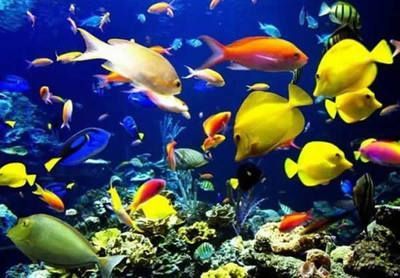 水族館開業廣告宣傳語：親子游水族館特色展覽介紹：親子游水族館優惠票價信息