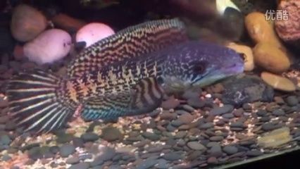 養泰虎需要多大缸子：養殖泰虎魚需要多大缸子