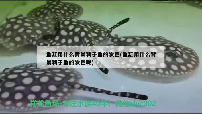 龍魚缸貼什么背景紙好看vs祥龍魚場:祥龍魚場龍魚缸背景紙選擇技巧 vs祥龍魚場 第3張 龍魚缸貼什么背景紙好看vs祥龍魚場:祥龍魚場龍魚缸背景紙選擇技巧 龍魚缸貼什么背景紙好看vs祥龍魚場:祥龍魚場龍魚缸背景紙選擇技巧 vs祥龍魚場 第3張