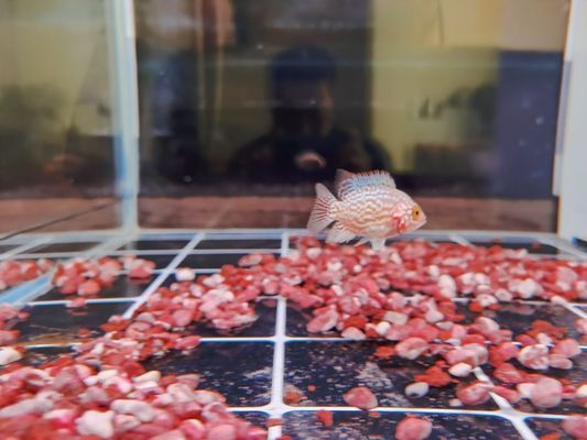 莆田龍魚vs莆田水族批發市場vs莆田水族館vs莆田魚缸批發市場vs祥龍魚場：莆田水族批發市場