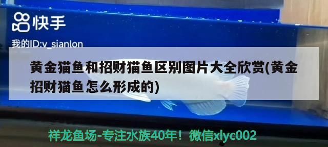 黃金貓魚和招財貓魚區別圖片大全欣賞(黃金招財貓魚怎么形成的) 黃金貓魚百科 第3張 黃金貓魚和招財貓魚區別圖片大全欣賞(黃金招財貓魚怎么形成的) 黃金貓魚和招財貓魚區別圖片大全欣賞(黃金招財貓魚怎么形成的) 黃金貓魚百科 第3張