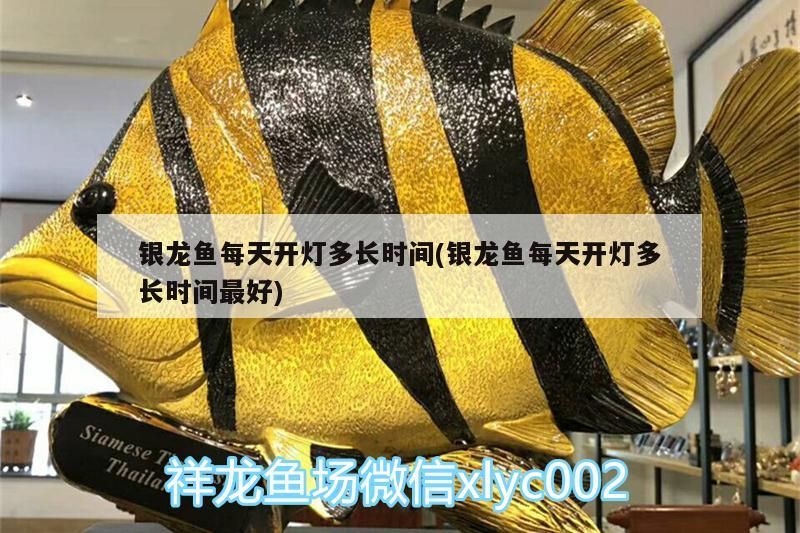 銀龍魚每天開燈多長時間(銀龍魚每天開燈多長時間最好)