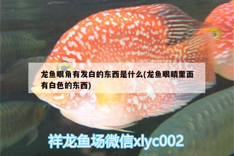 龍魚眼角有發白的東西是什么(龍魚眼睛里面有白色的東西)