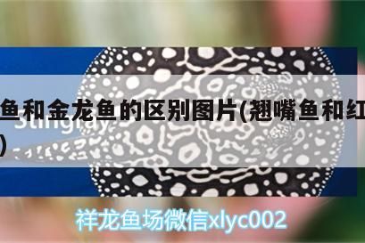 翹嘴魚和金龍魚的區別圖片(翹嘴魚和紅尾魚圖片)