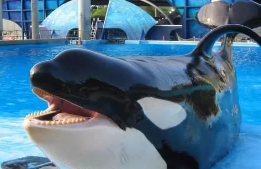 開個水族館的艱難經歷怎么寫（如何寫開個水族館的艱難經歷）