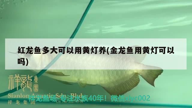 紅龍魚多大可以用黃燈養(金龍魚用黃燈可以嗎)