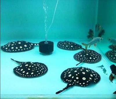 魟魚怎么過水入缸：魟魚過水入缸是一個重要的步驟目的是讓魟魚逐漸適應新環境