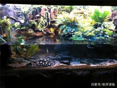 魟魚怎么過水入缸：魟魚過水入缸是一個重要的步驟目的是讓魟魚逐漸適應新環境