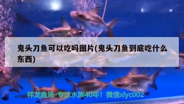 鬼頭刀魚可以吃嗎圖片(鬼頭刀魚到底吃什么東西) 元寶鳳凰魚百科 第3張 鬼頭刀魚可以吃嗎圖片(鬼頭刀魚到底吃什么東西) 鬼頭刀魚可以吃嗎圖片(鬼頭刀魚到底吃什么東西) 元寶鳳凰魚百科 第3張