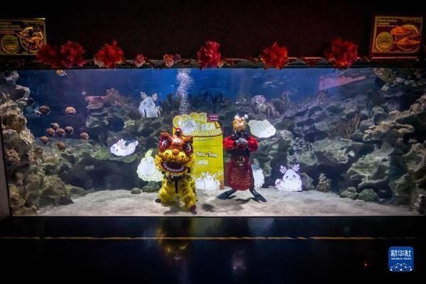 水族館開(kāi)業(yè)活動(dòng)（關(guān)于水族館開(kāi)業(yè)活動(dòng)的一些詳細(xì)信息）